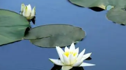 南北朝诗词代表人物生平简介：柳恽，作有《棋品》 3卷